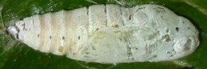 Pupae